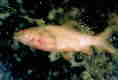 fisch im eis